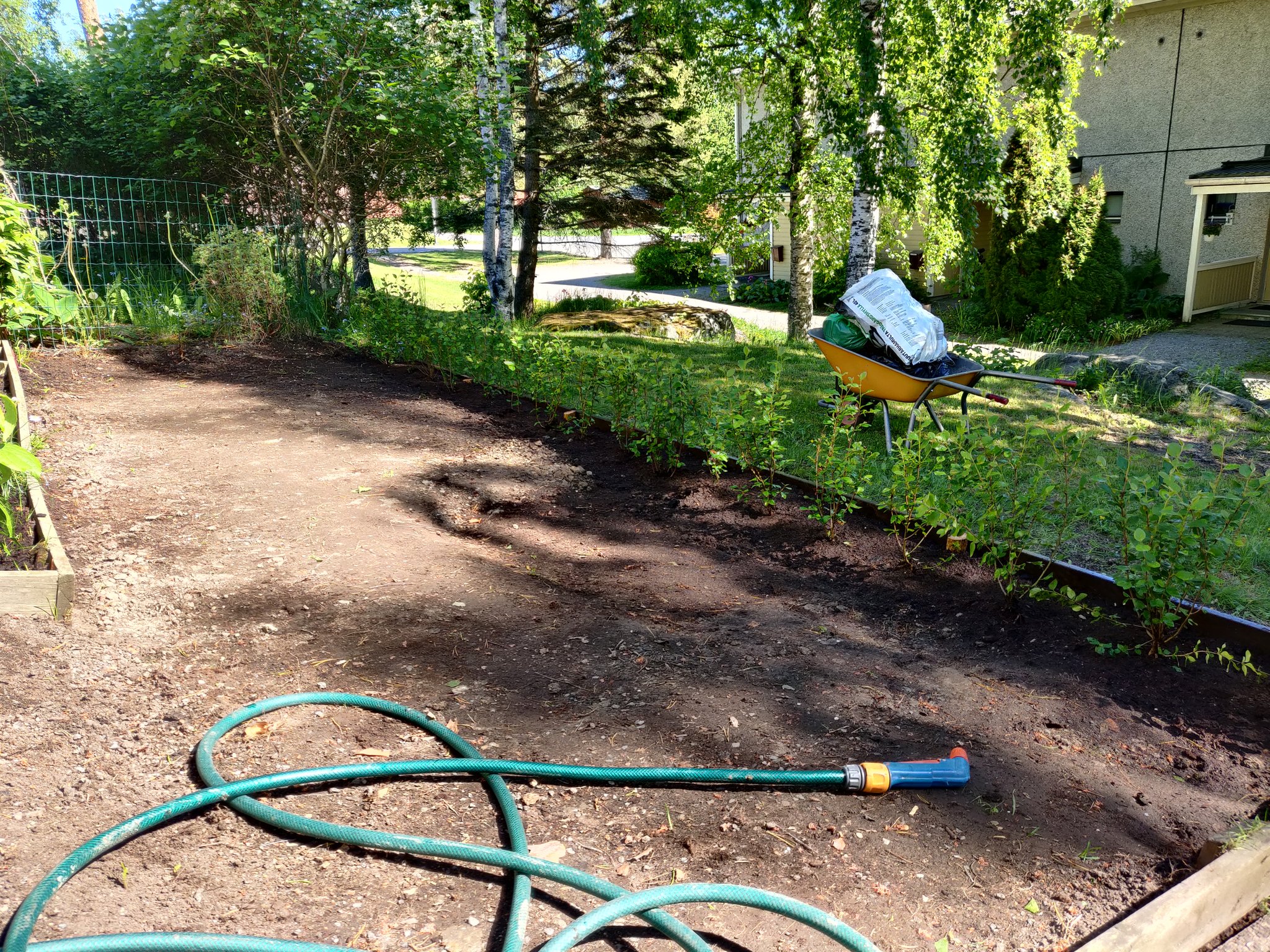 New fence plants ( the shiny cotoneaster)  and filled the hole for the alpine cherry