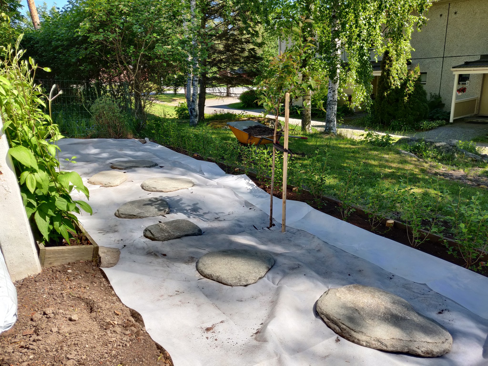 Japanese alpine cherry tree planted, stepping stones placed on the filter fabric after placing it